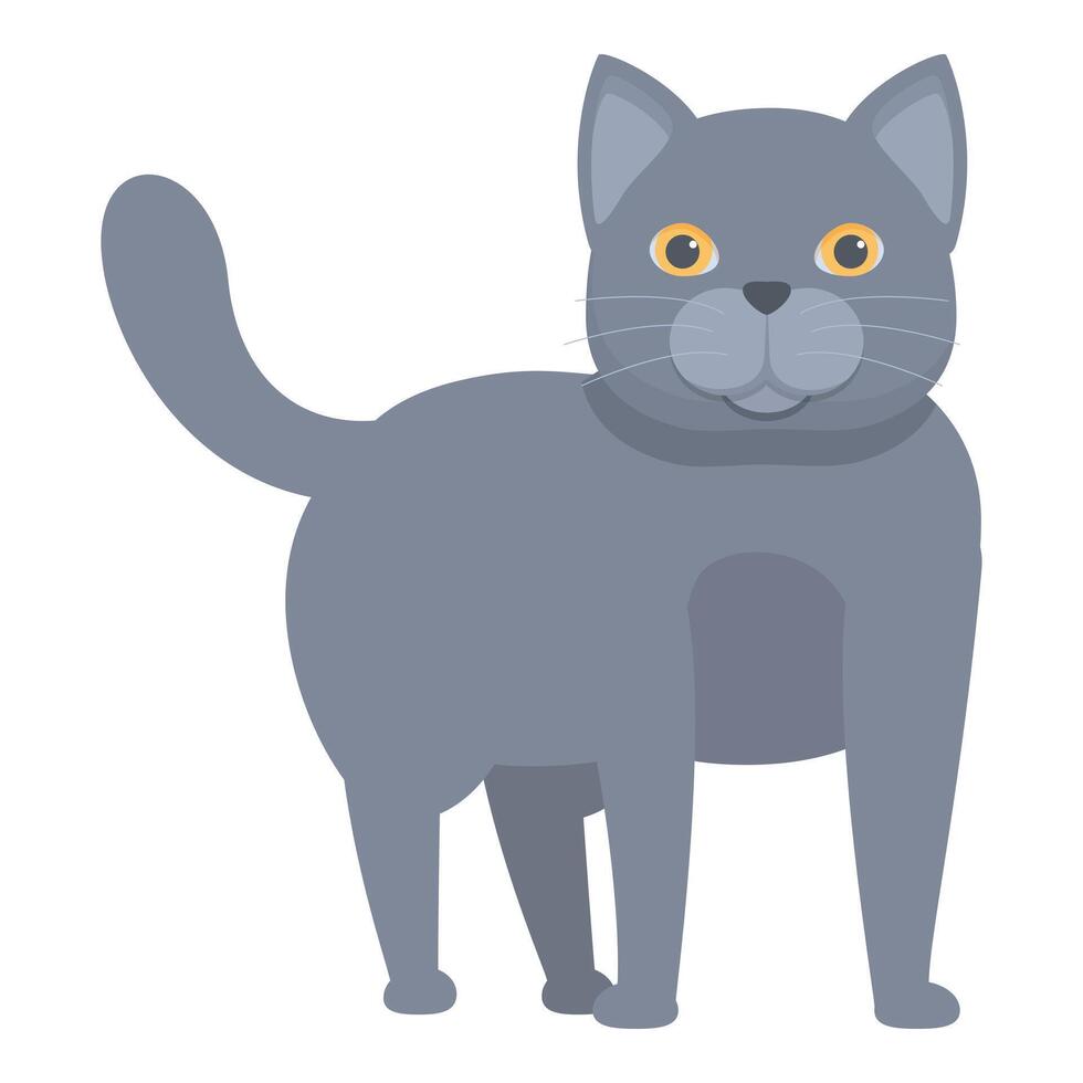 Grey british shorthair cat standing looking forward vector