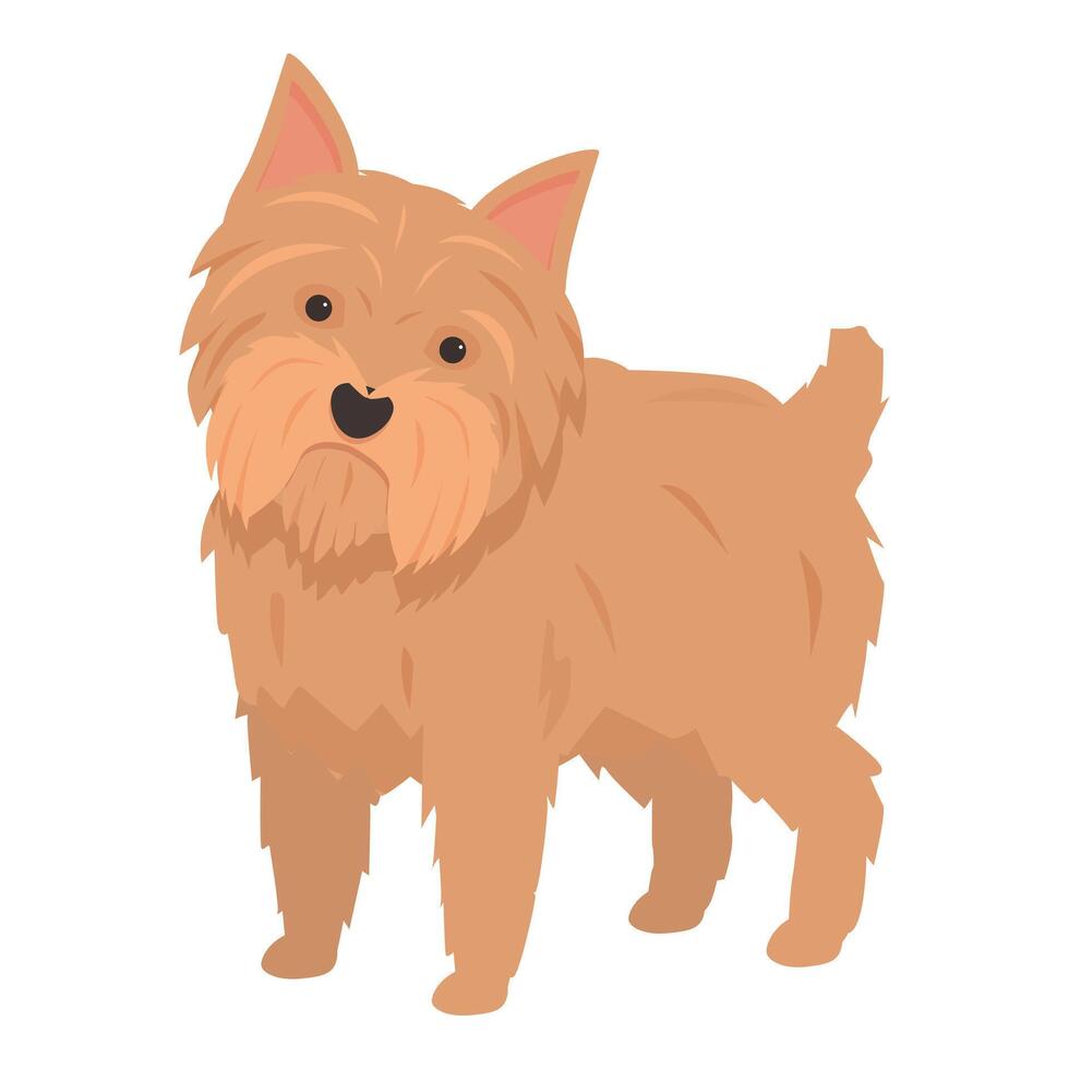 Norfolk terrier standing and looking forward illustration vector