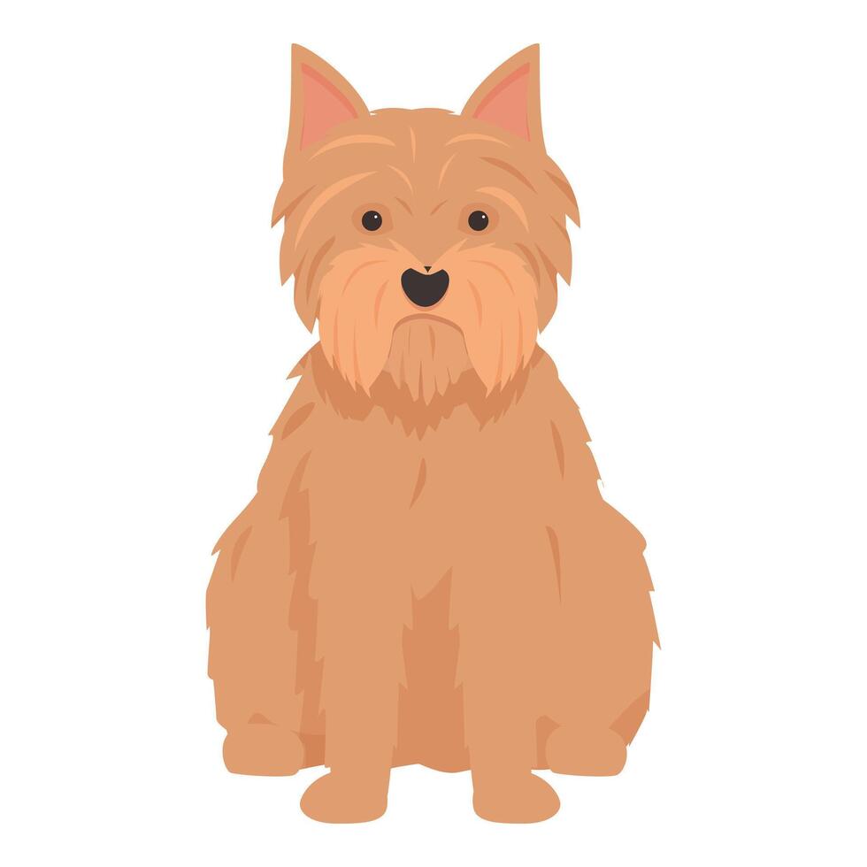 Norfolk terrier dog sitting, looking directly forward vector