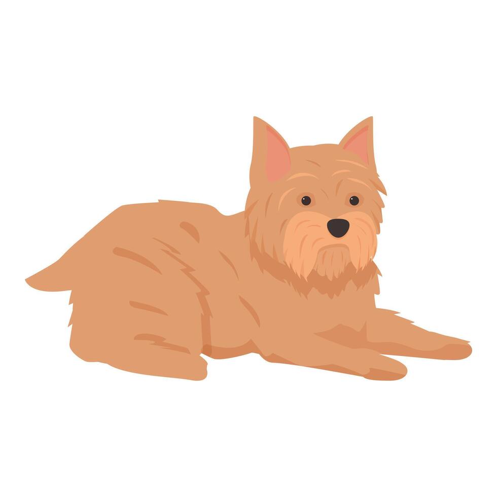 Norfolk terrier dog lying down looking forward vector