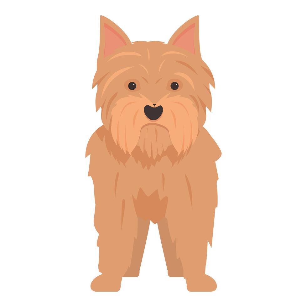 Norfolk terrier standing on white background looking forward vector
