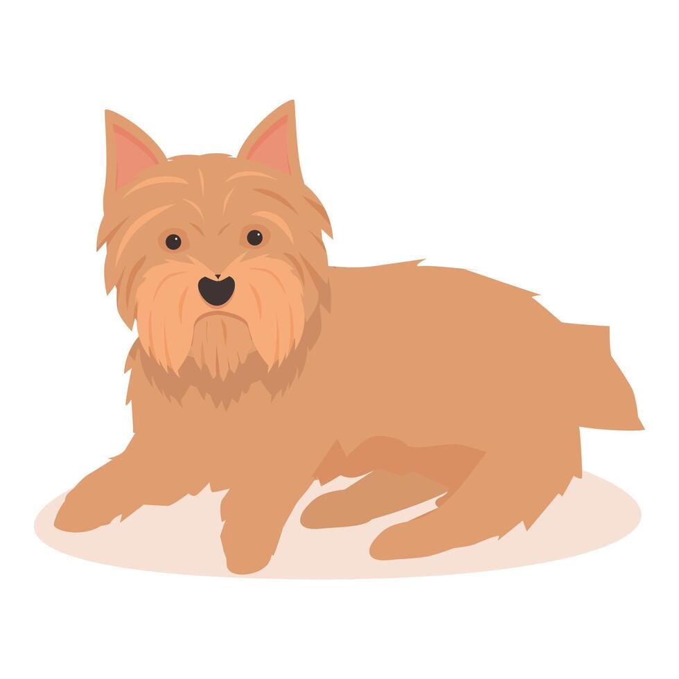 Norfolk terrier dog lying down looking forward vector