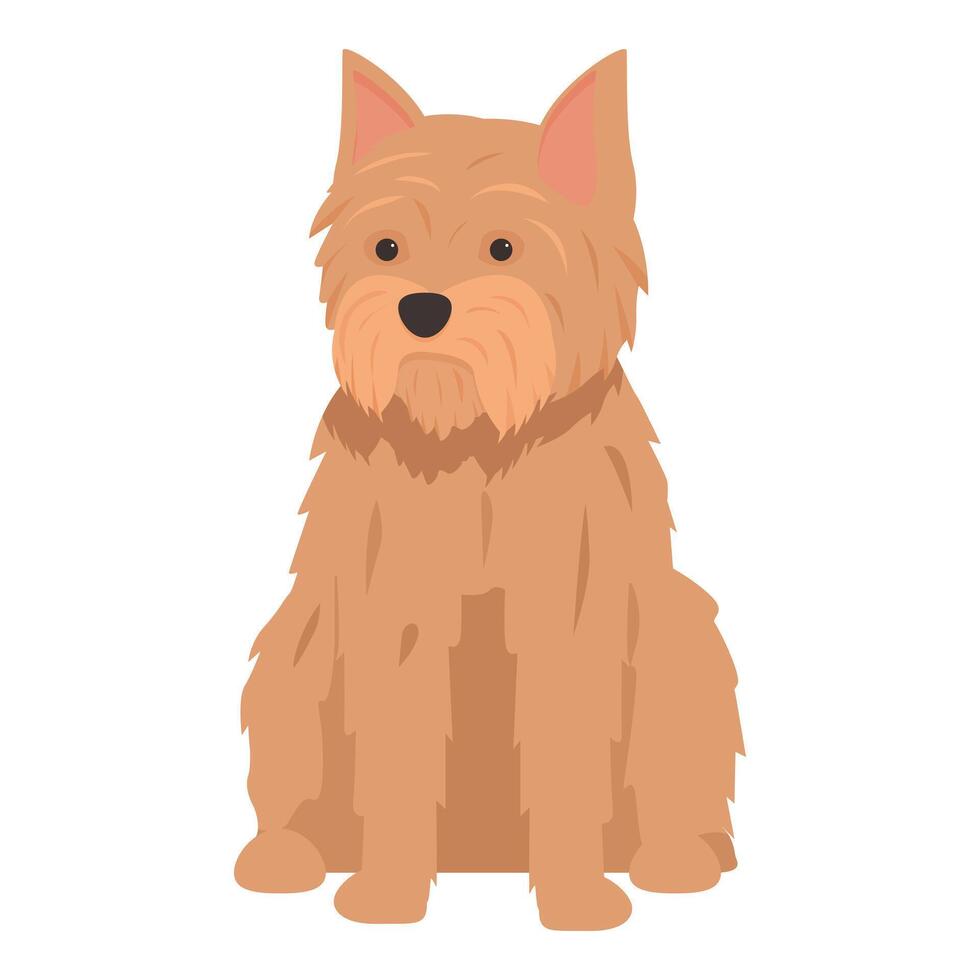 Norfolk terrier dog sitting, looking directly forward vector