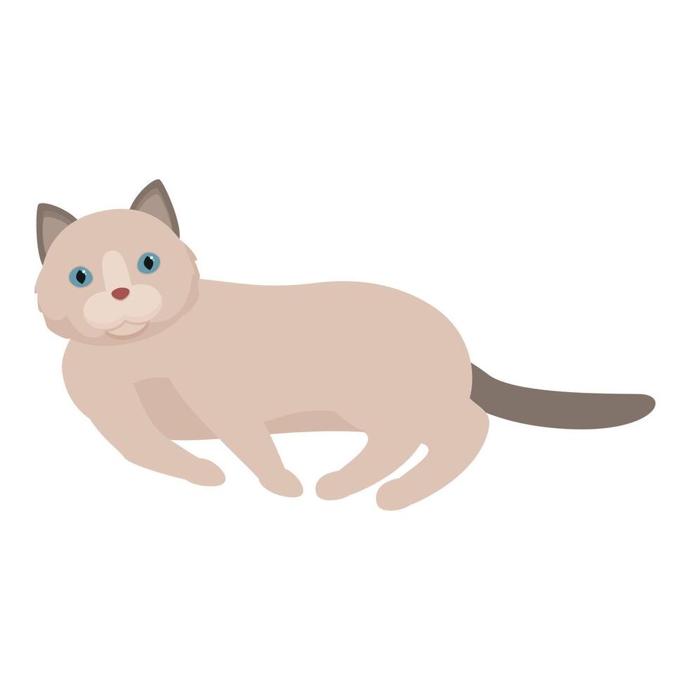Cute ragdoll cat relaxing, lying with paws outstretched vector
