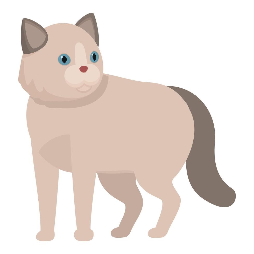 Cute ragdoll cat standing looking curious vector