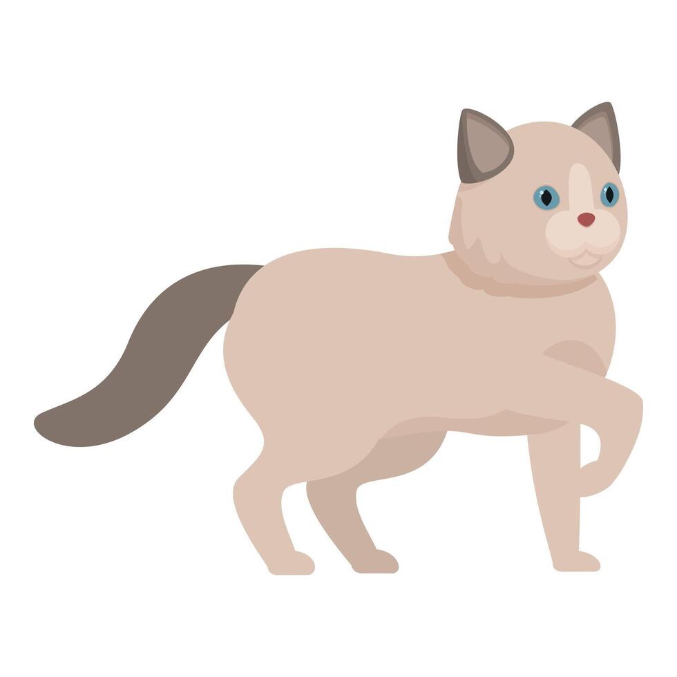 Cute ragdoll cat walking with raised paw, adorable feline companion vector