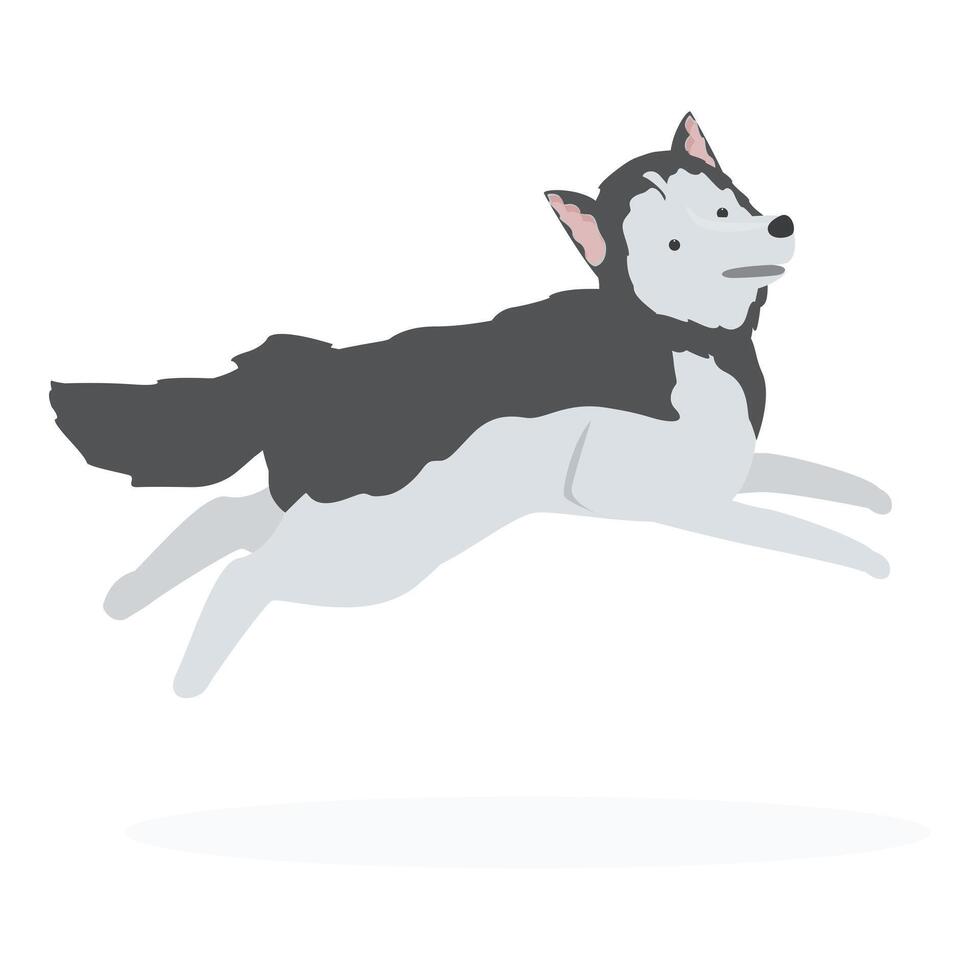 Siberian husky dog jumping running fast vector
