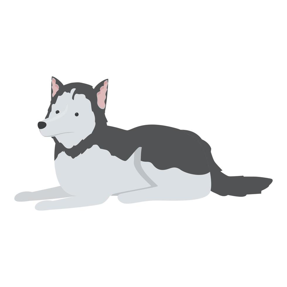 Siberian husky dog resting lying down paws out vector