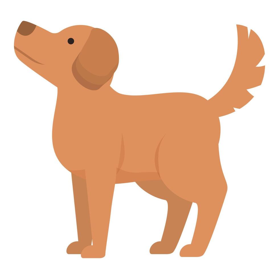 Curious golden retriever dog standing looking up vector