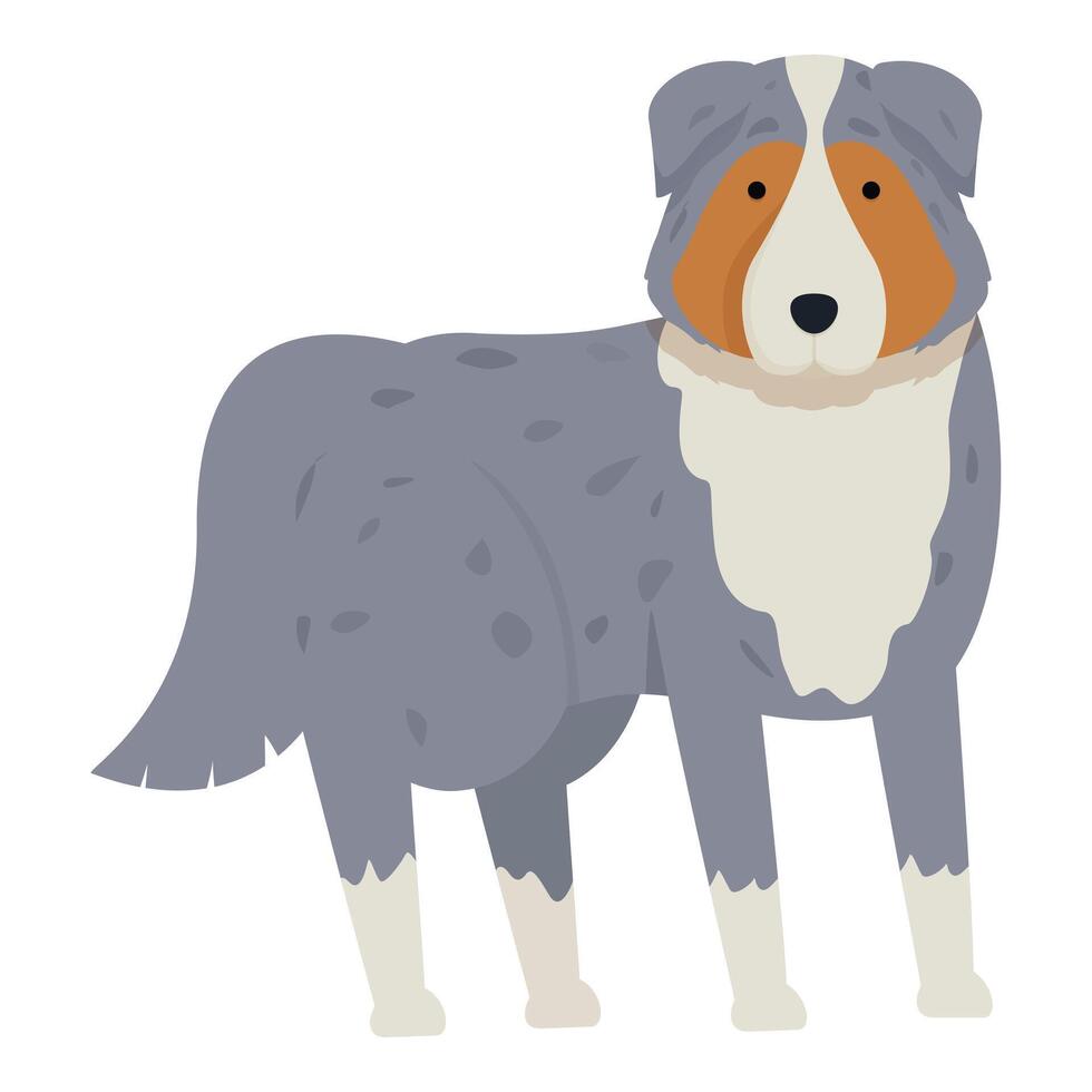 Australian shepherd dog standing on white background vector