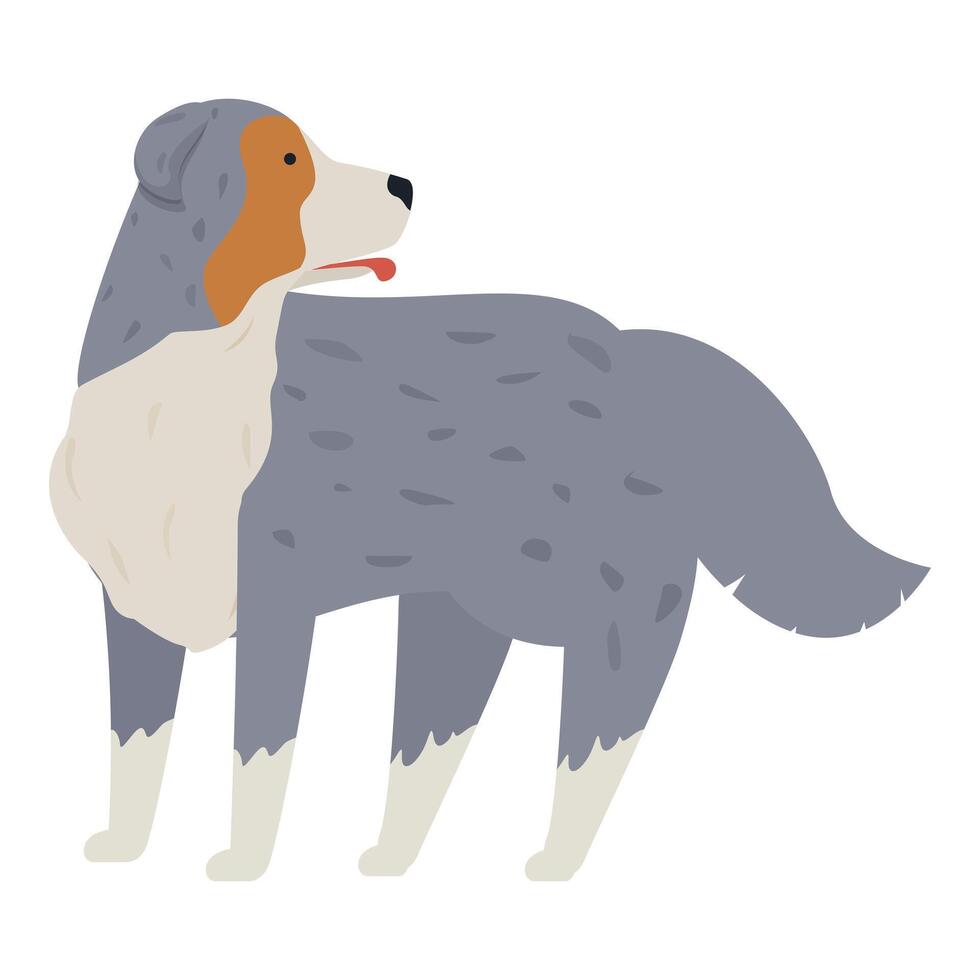 Australian shepherd dog standing and looking back over shoulder vector