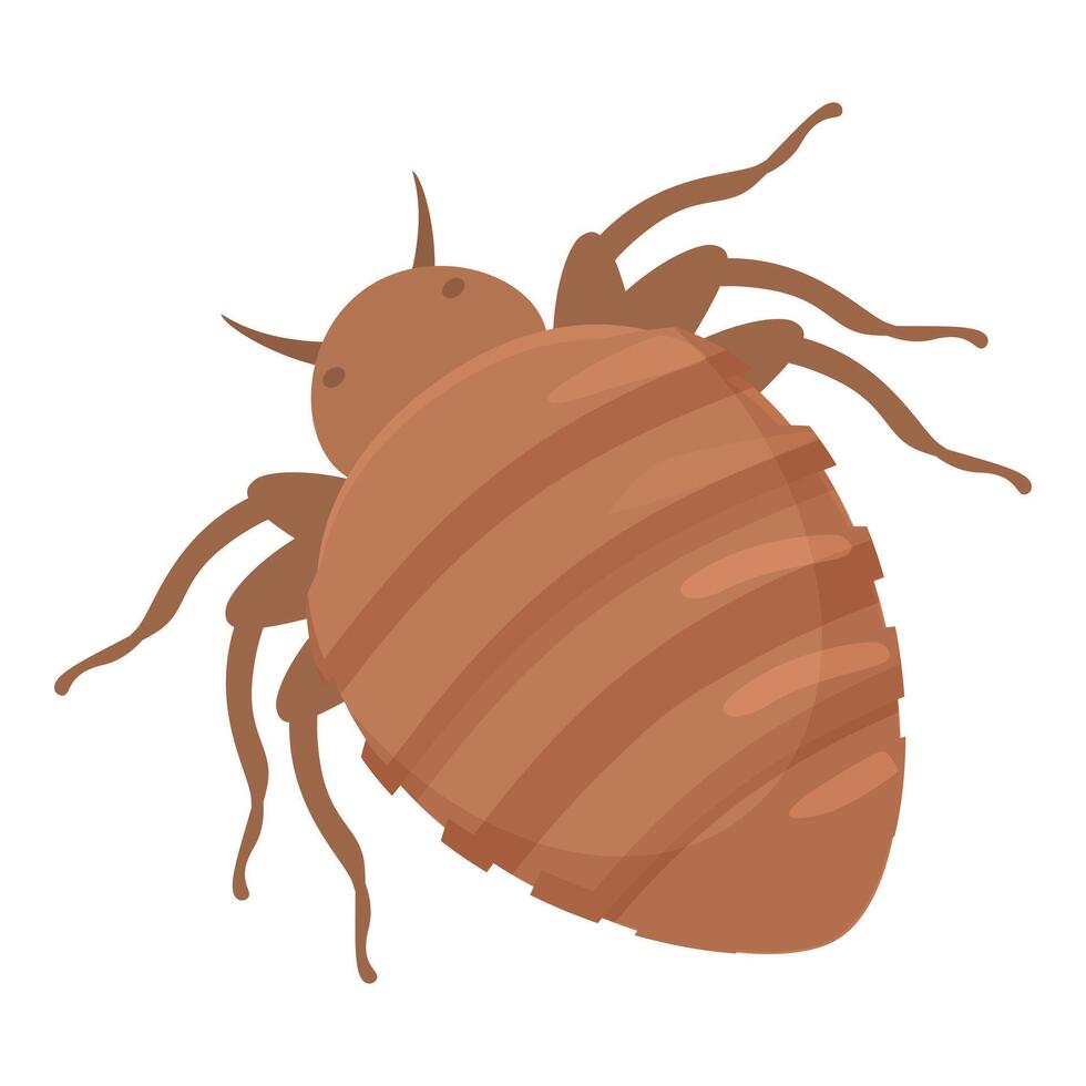 Bedbug crawling, parasitic insect spreading diseases vector