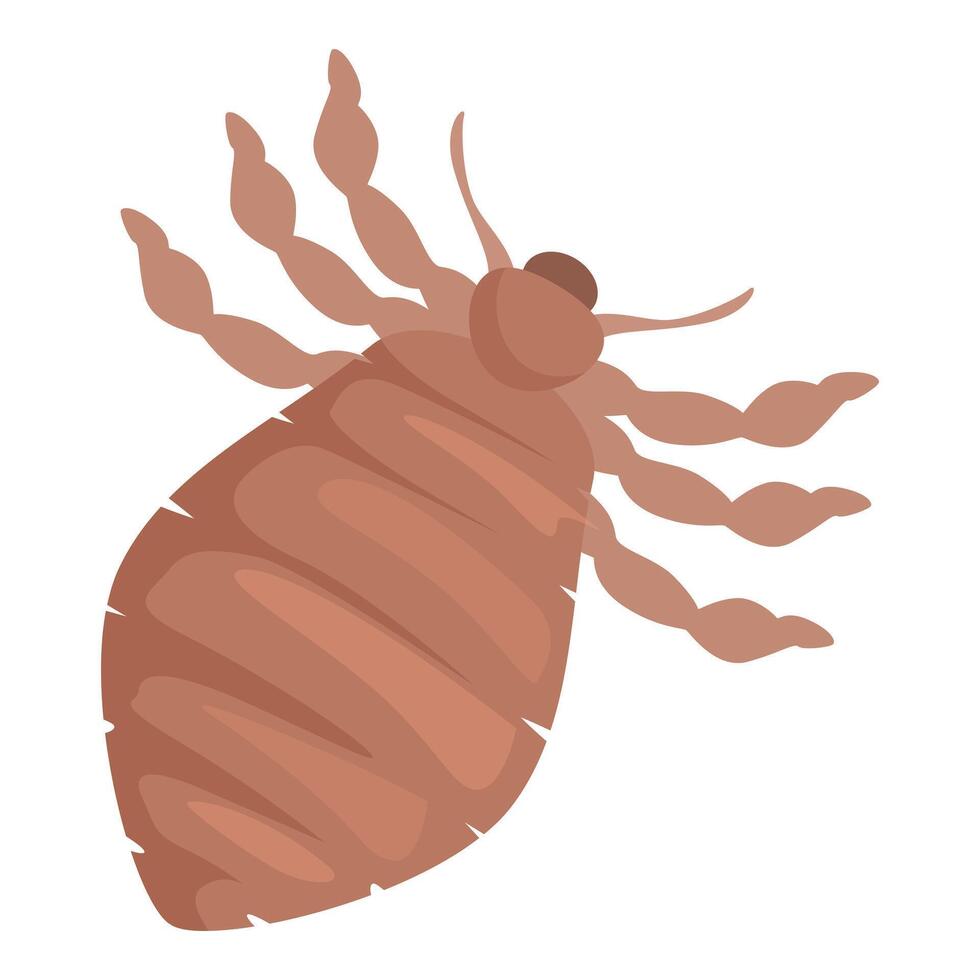 Louse insect spreading infection through bloodsucking biting skin vector