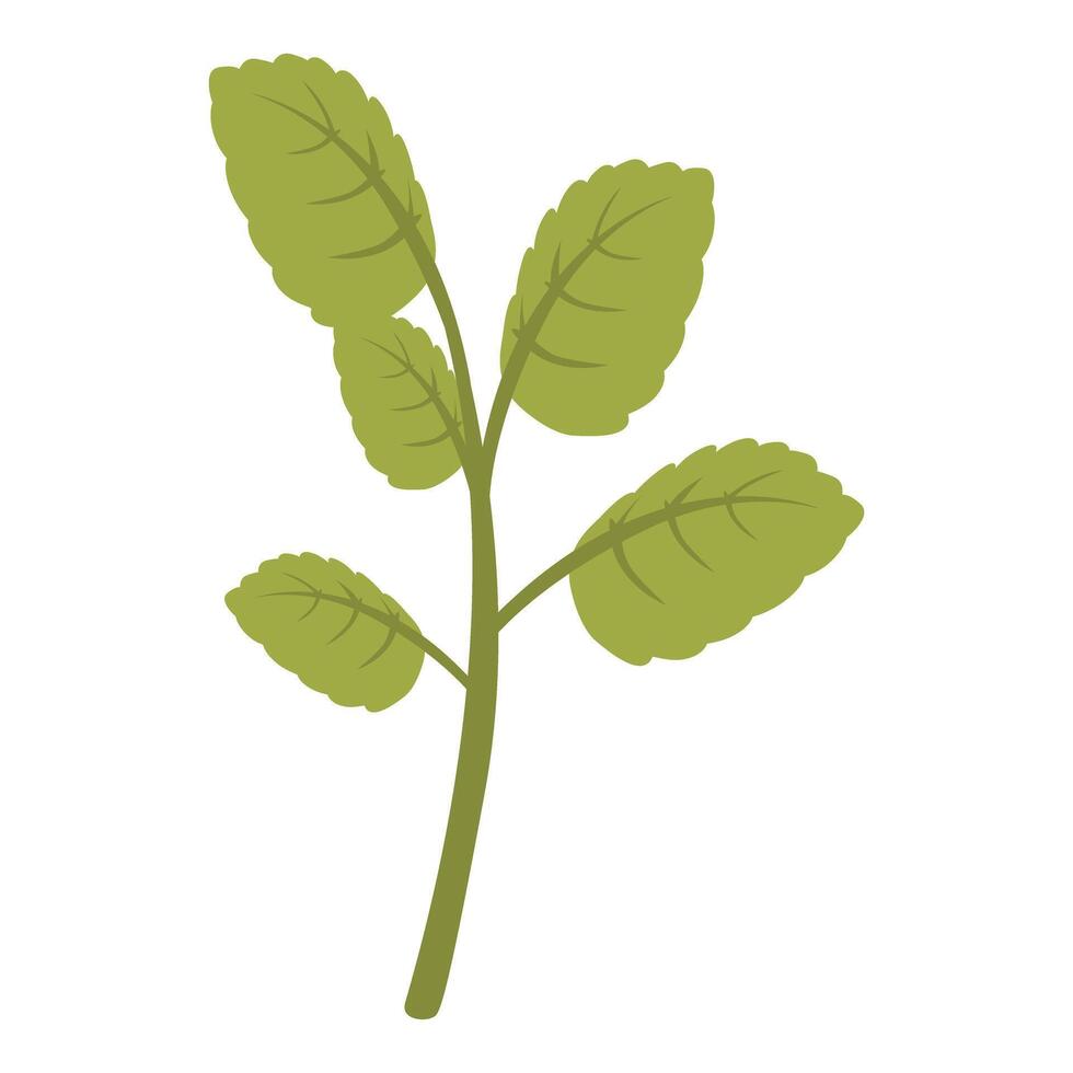 Lemon balm plant growing with green leaves vector