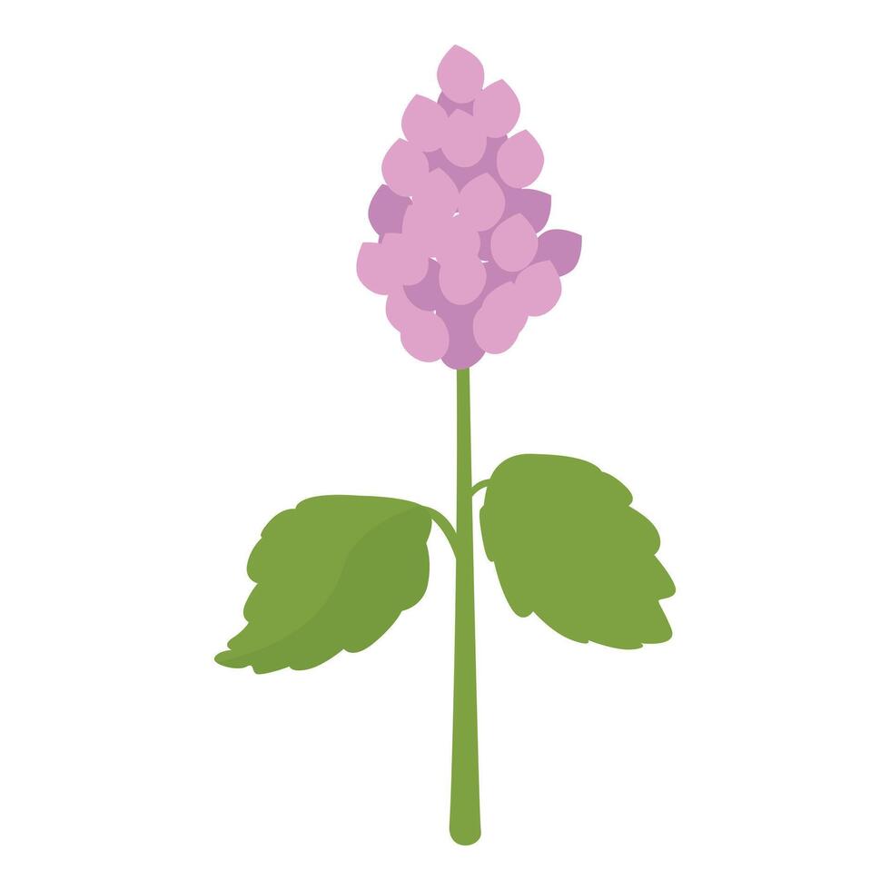 Blooming purple flower with green leaves on white background vector