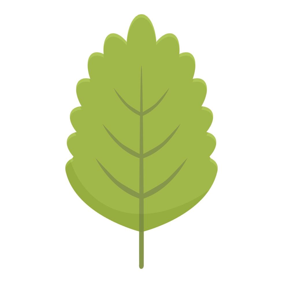 Green leaf showing veins growing on stem vector