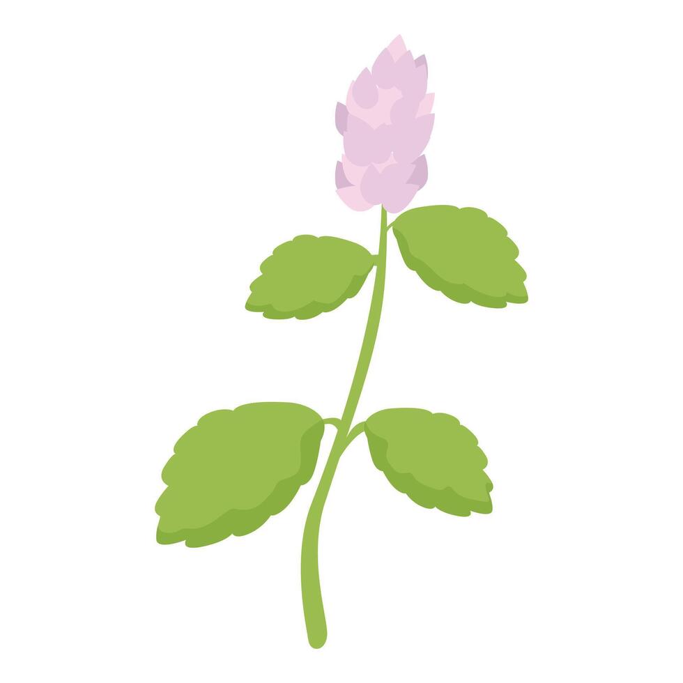 Korean mint branch growing with leaves and bud vector