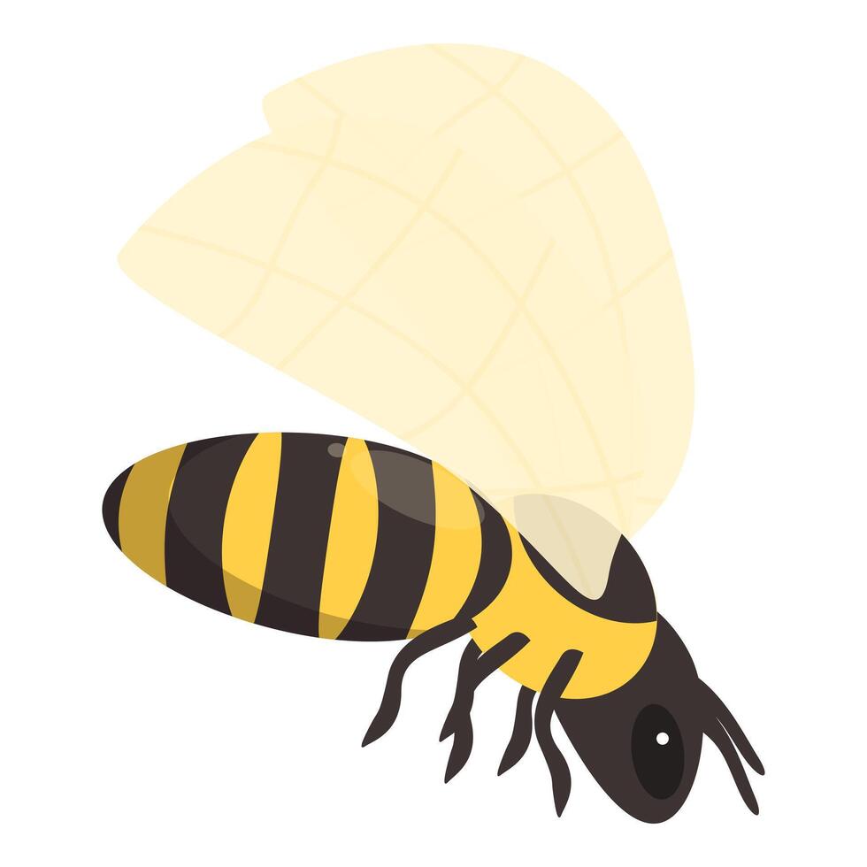 Honey bee flying with spread wings vector
