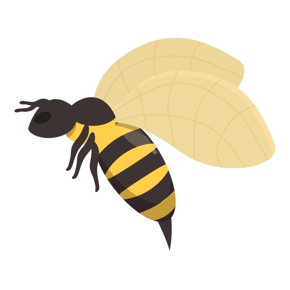 Honey bee flying with spread wings vector