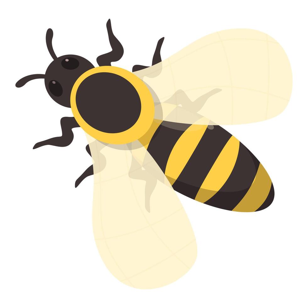 Honey bee flying with spread wings vector