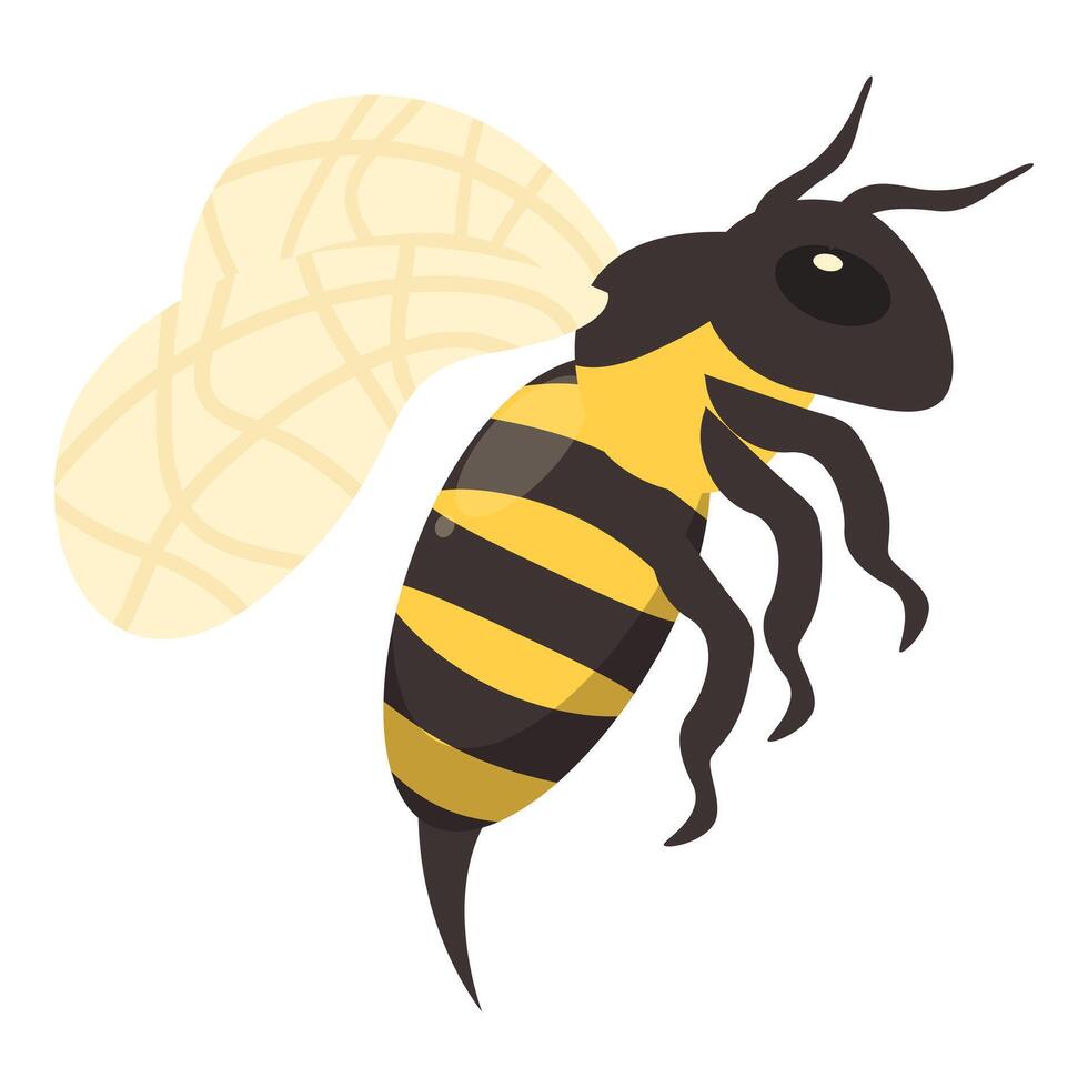 Honey bee flying with spread wings illustration vector