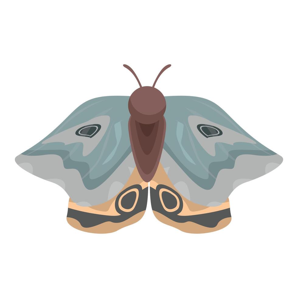 Giant silk moth spreading its wings on white background vector