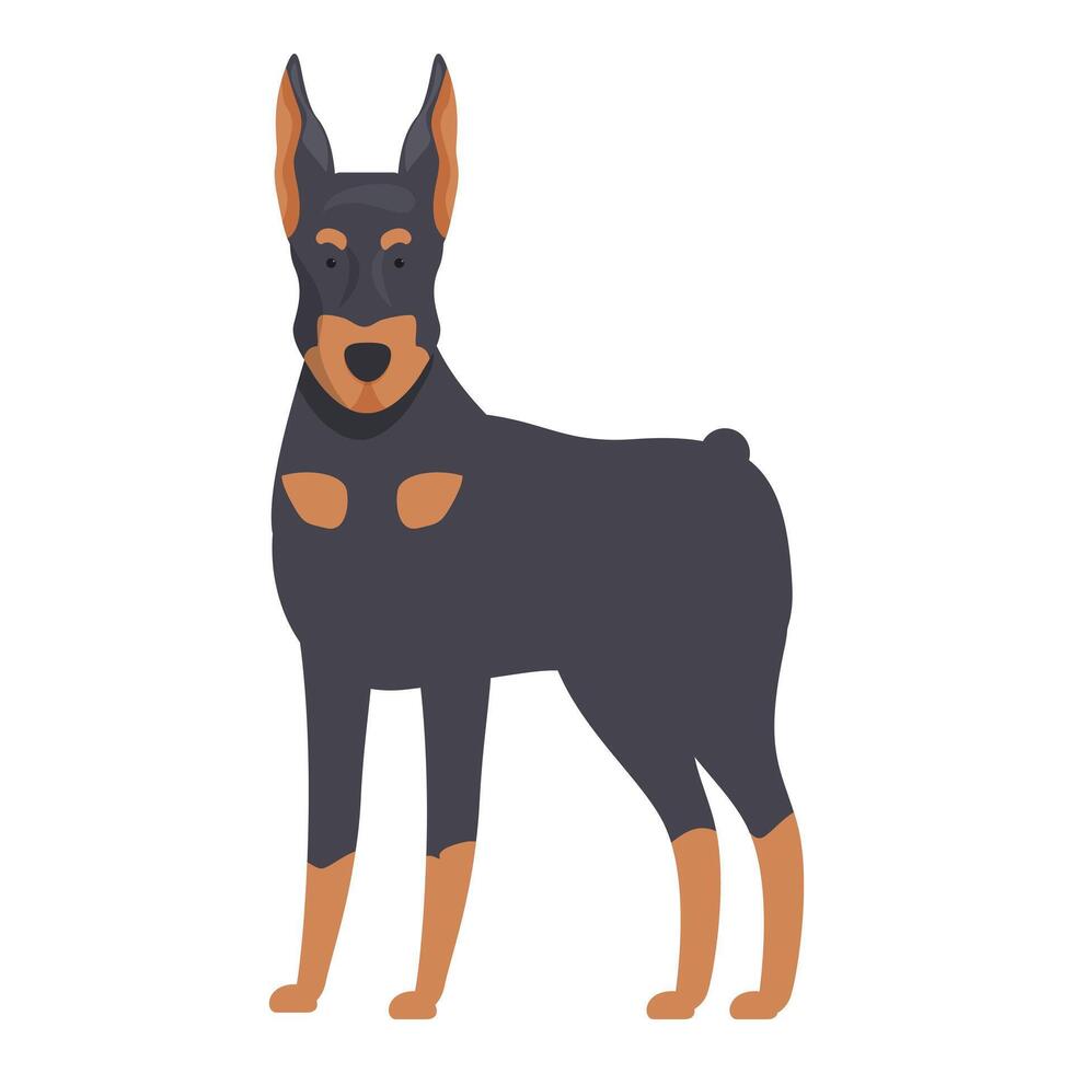 Doberman pinscher standing gracefully on white background vector