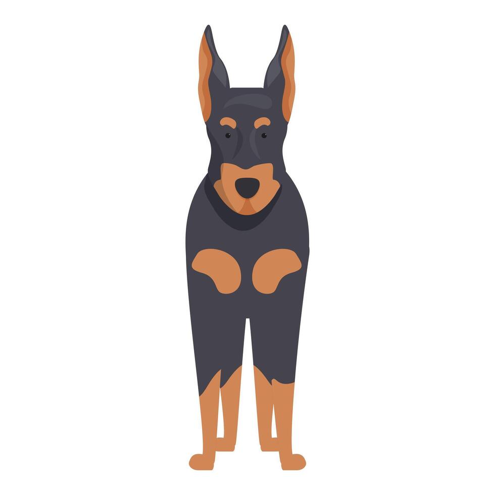Doberman pinscher standing on white background vector