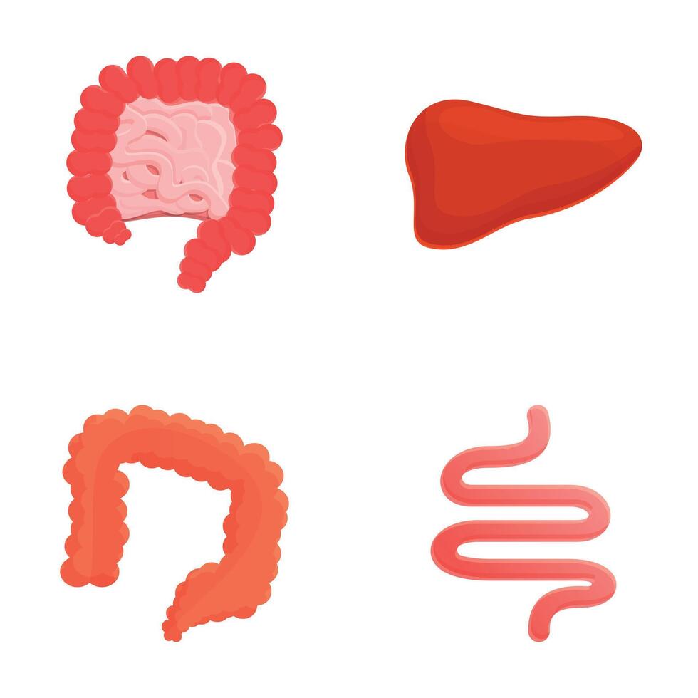 Digestive system icons set cartoon . Human digestive system anatomy vector
