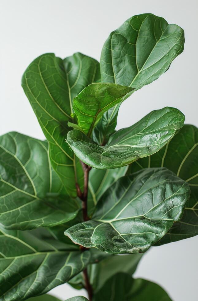 Close Up of Fiddle Leaf Fig Plant Leaves Against a White Background photo