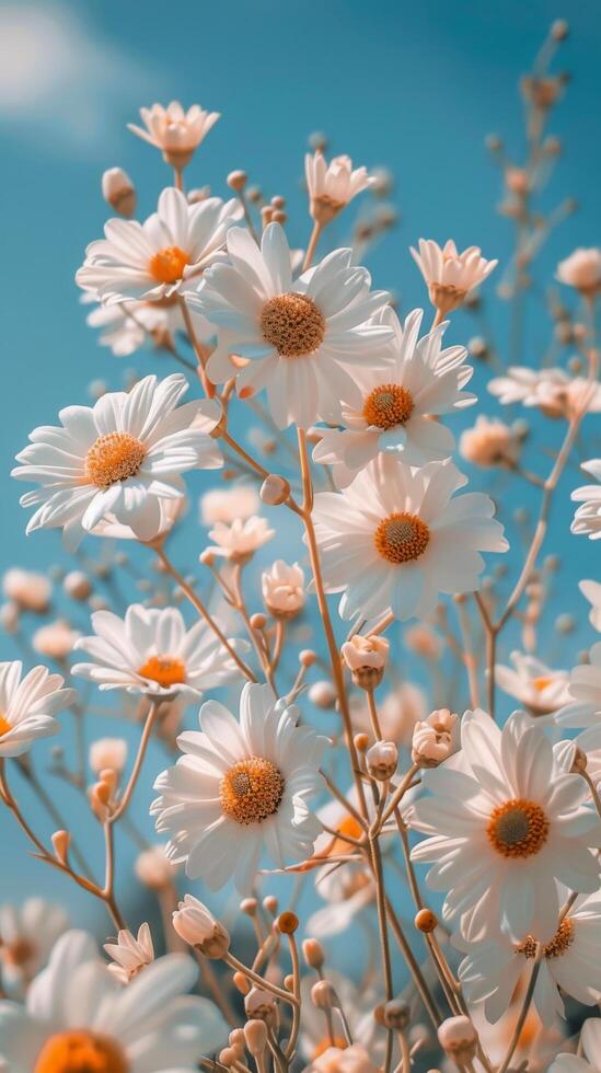White Daisies Blooming in a Field Under a Blue Sky photo