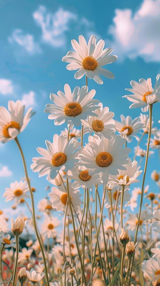 White Daisies Blooming in a Field Under a Blue Sky photo