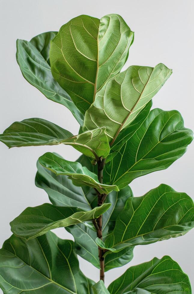 Close Up of Fiddle Leaf Fig Plant Leaves Against a White Background photo
