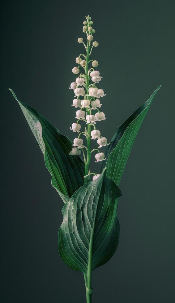 A Single Lily of the Valley Blossom in Full Bloom Against a Dark Green Background photo