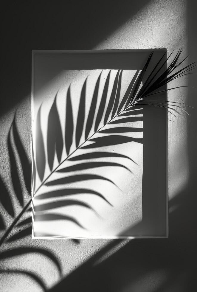 Palm Tree Shadow on a White Wall With a Recessed Square photo