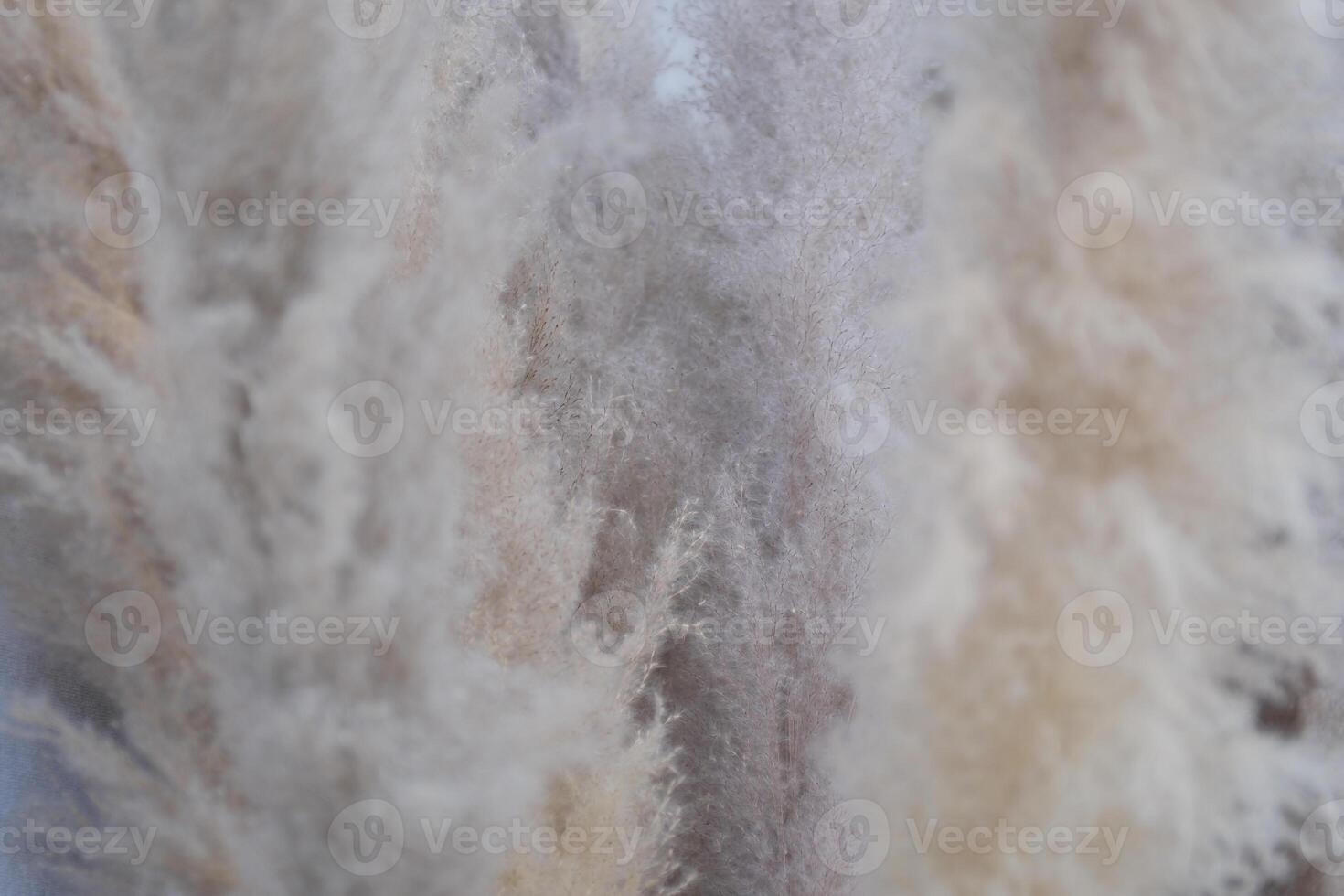 Dried reed grass. wind at frozen lake. Natural background. Cold weather and moody atmosphere photo