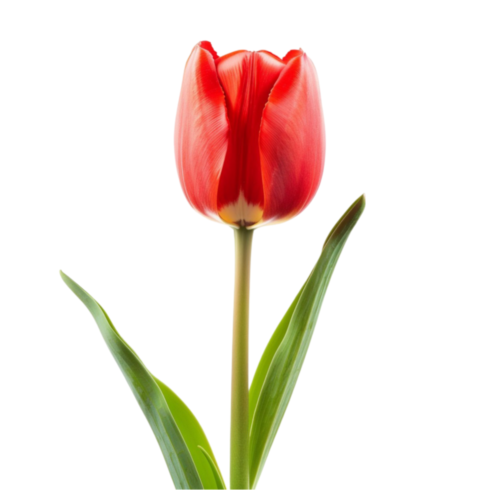 Discovering Different Flowers png