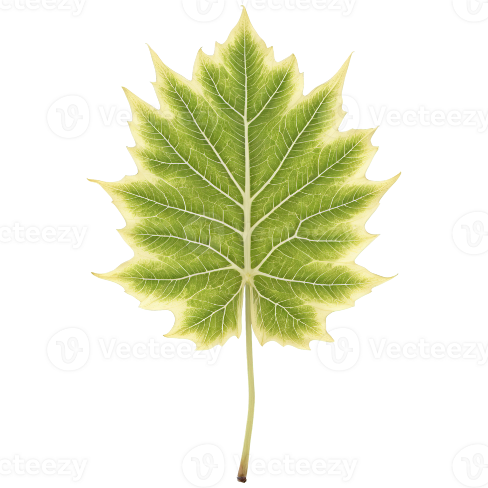 Fatsia leaf large glossy palmate leaf with deep lobes and white spots Fatsia japonica Spider png