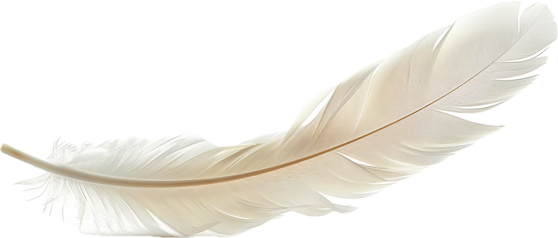 Close-Up of a White Feather. png