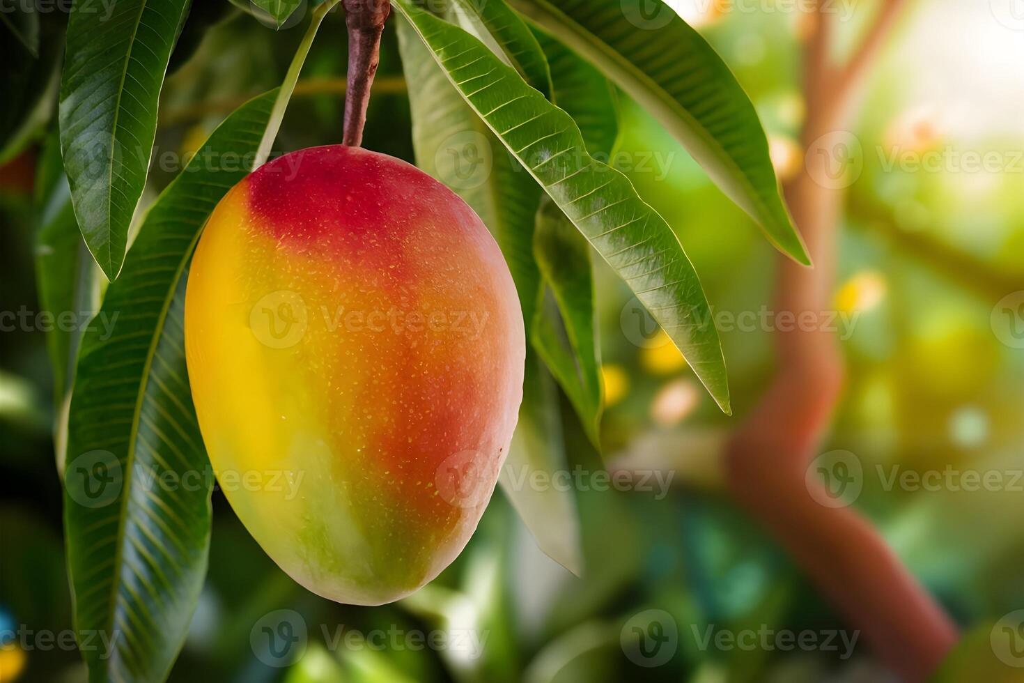 A ripe mango is growing on plant during summer season photo