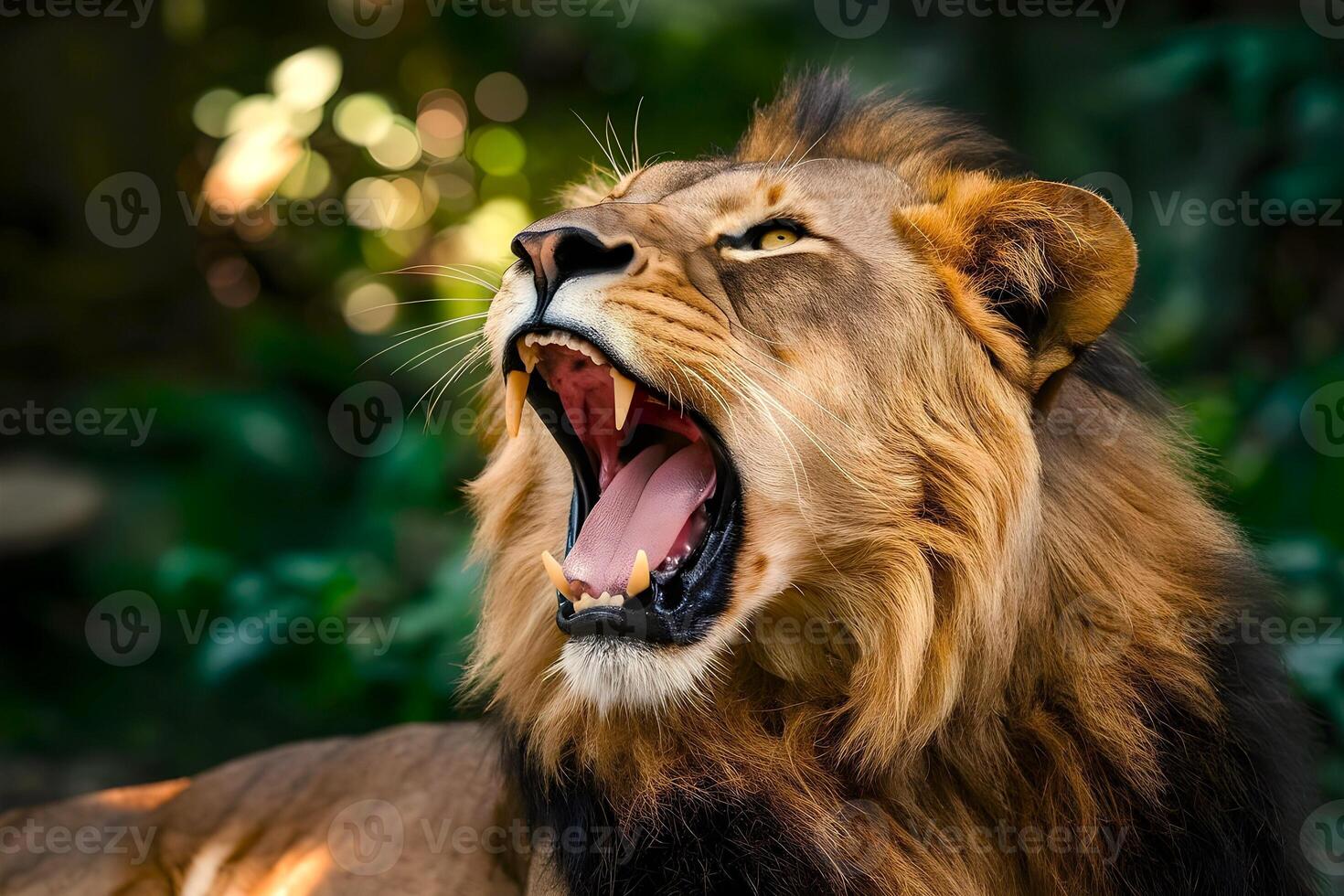Close up view of a lion opening his mouth in jungle photo