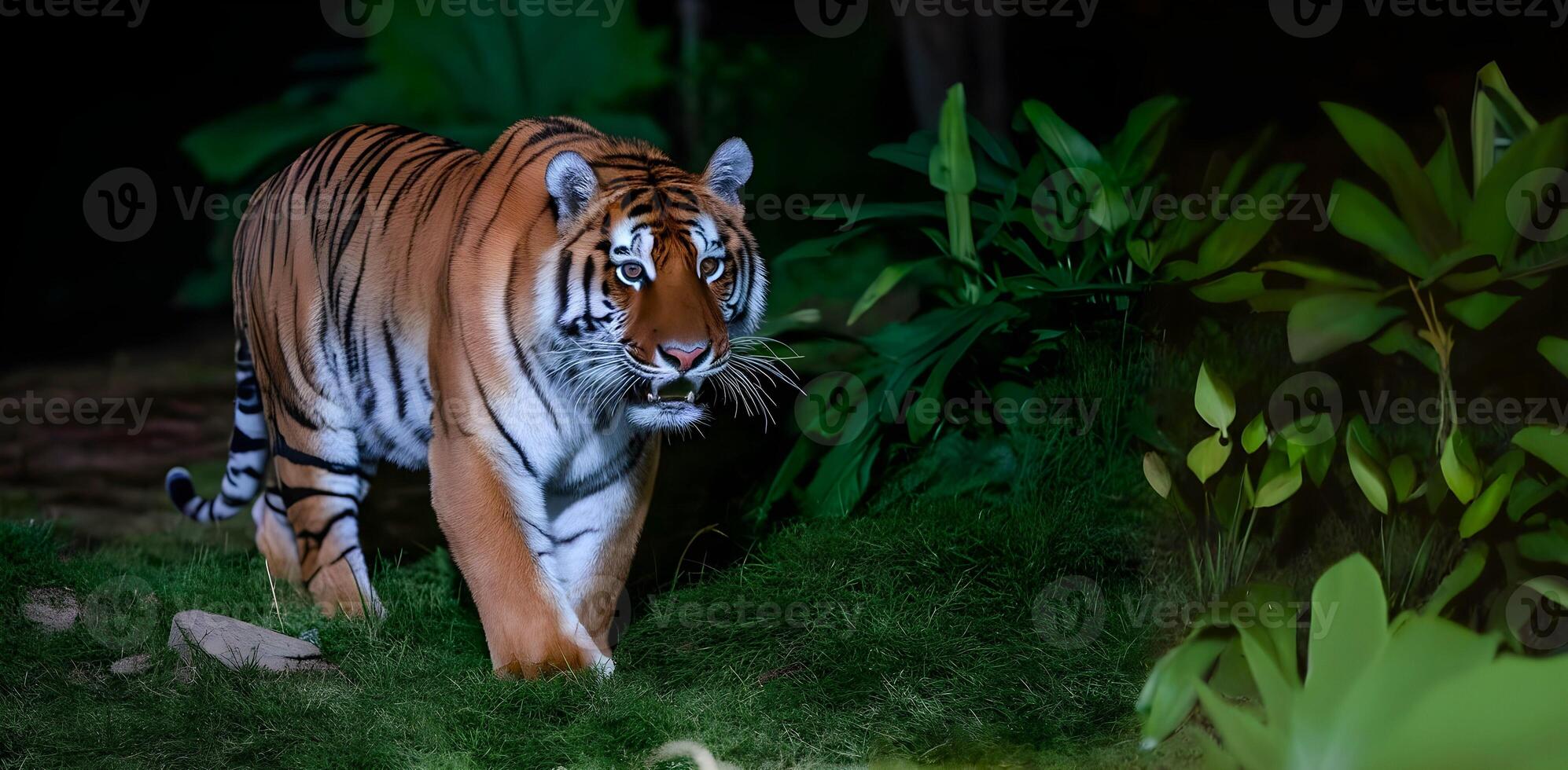 A tiger is roaming around in jungle at night photo