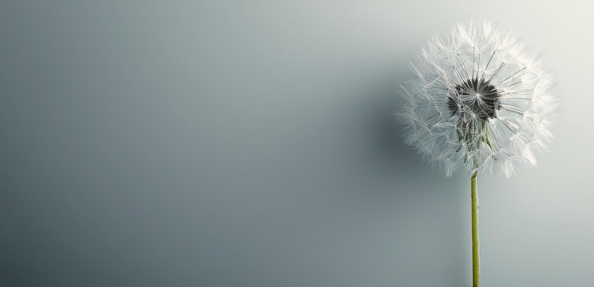 A Single Dandelion With Seeds Against a Light Grey Background photo