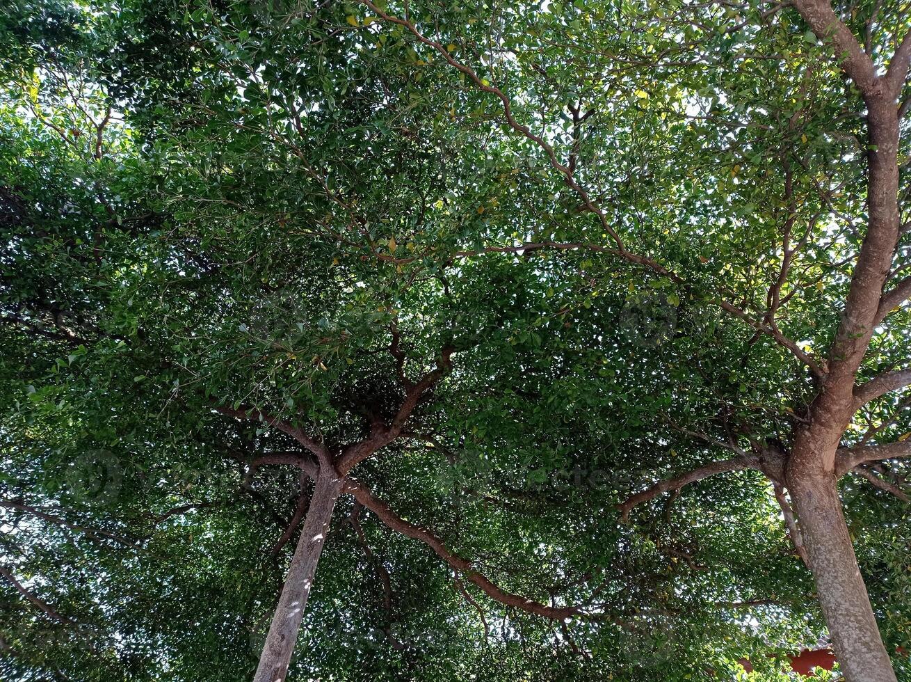 full frame of tree branch texture photo