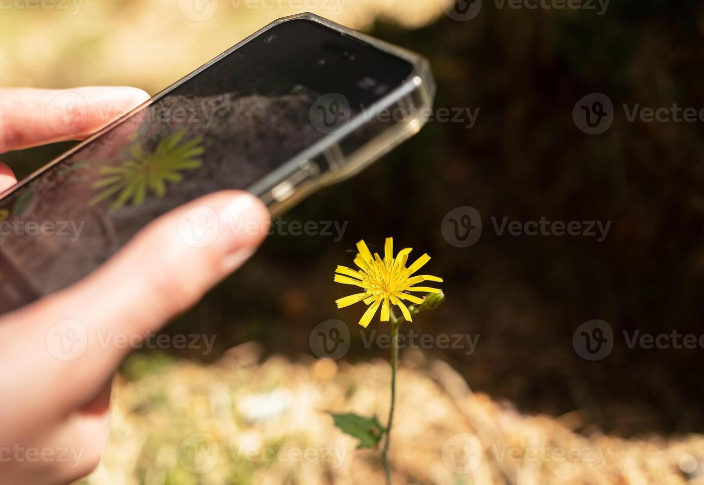 Taking mobile photo of yellow flower, capturing nature, photographing blooming plant