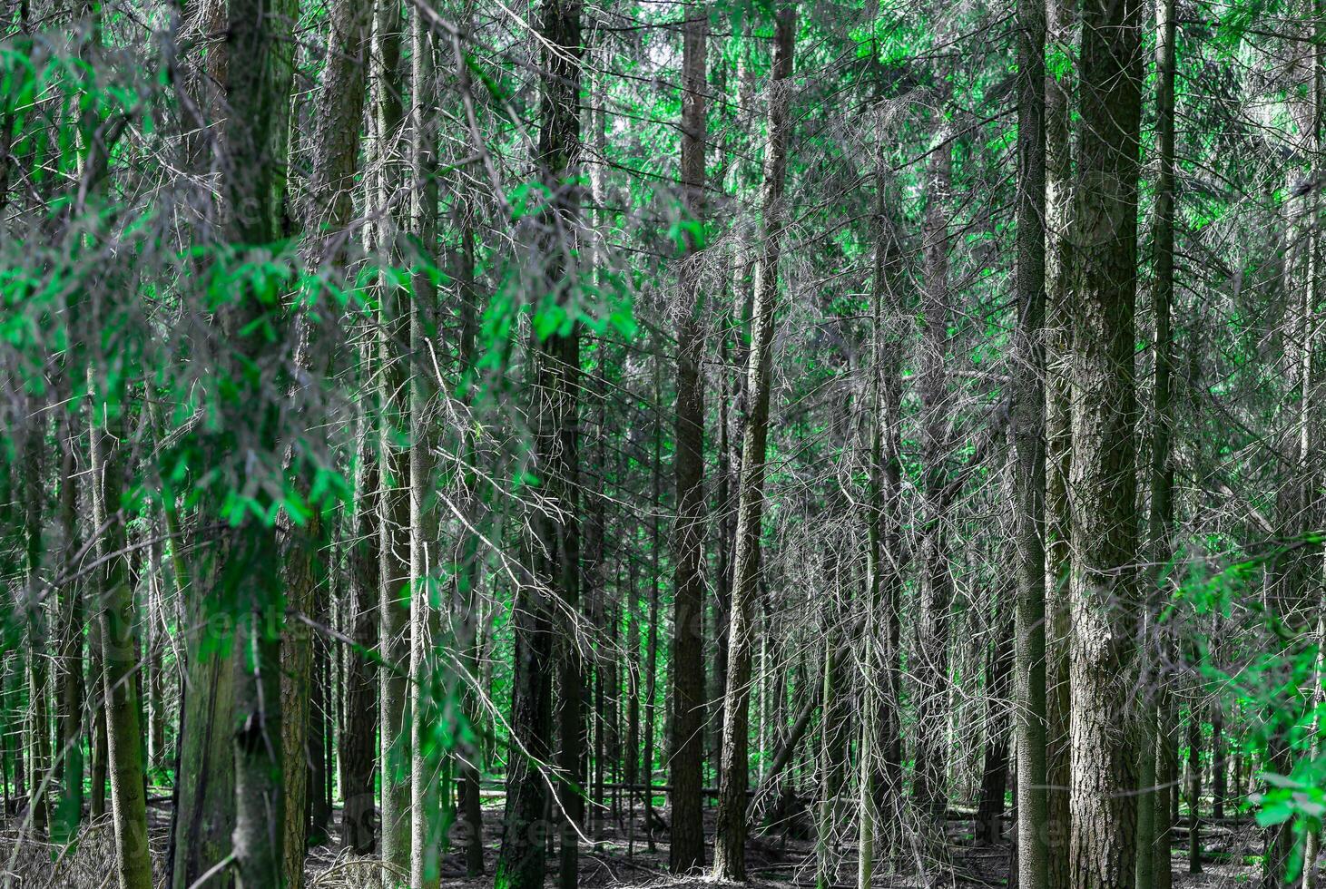 Green forest, woodland woods, nature background, environment photo