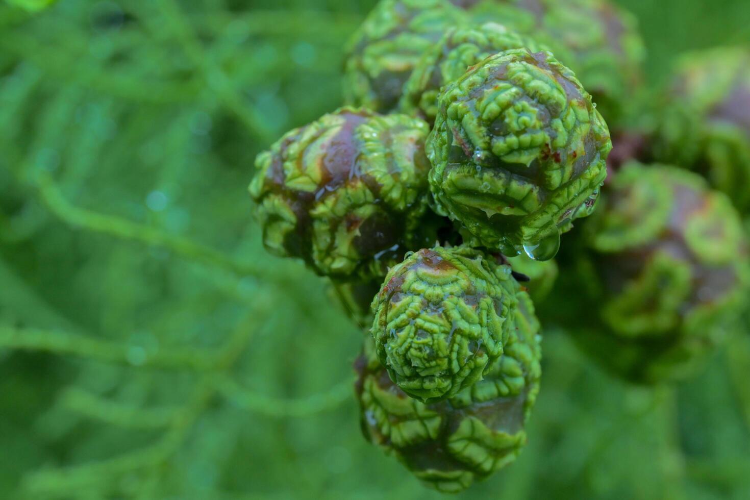 close up of green fern photo