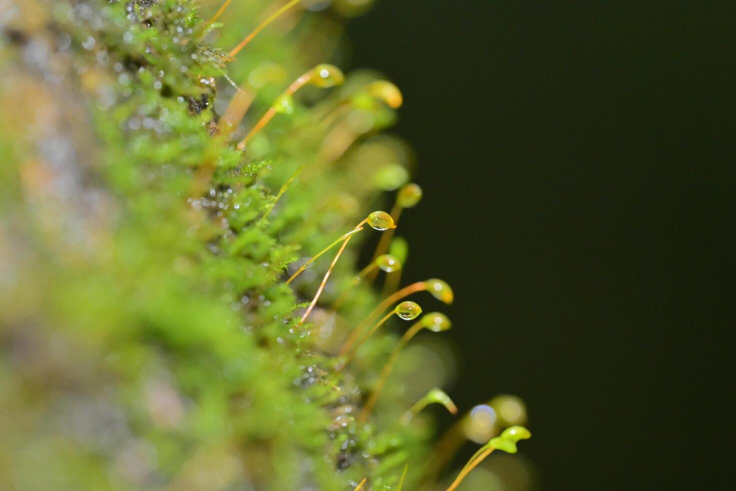 close up of a caterpillar on a branch photo