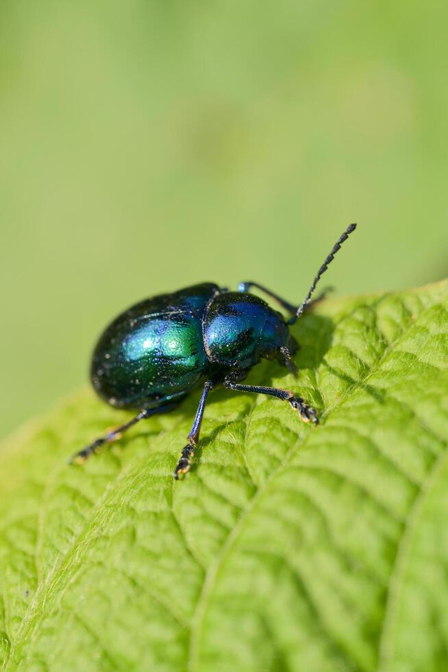 Dark green ladybug on a leaf photo