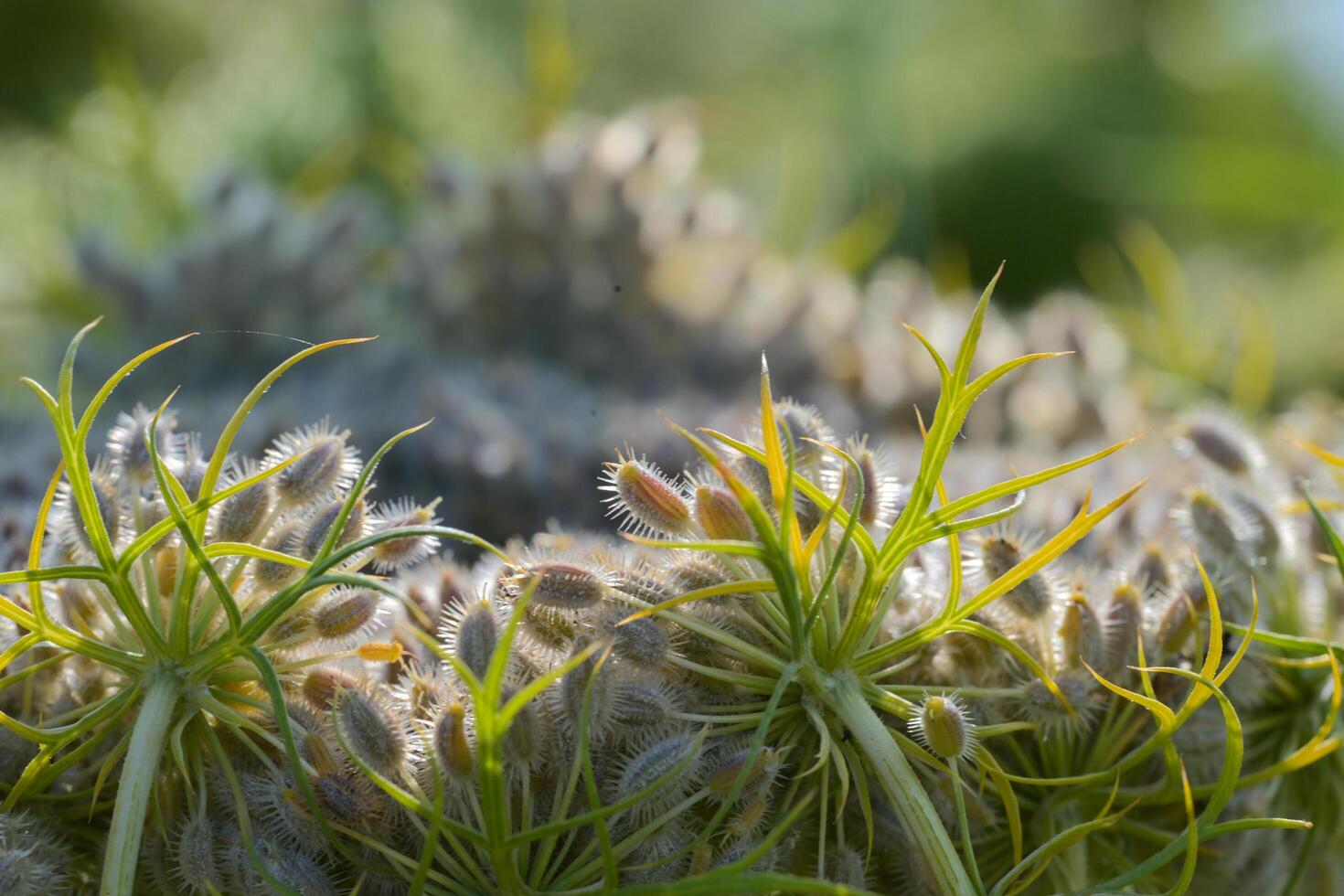 Macro shot of carrot flowers in bloom photo